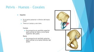 Pelvis – Huesos – Coxales
 Isquion
 Es la parte posterior e inferior del hueso
coxal
 Tiene un cuerpo y una rama
Cuerpo
 Se proyecta en sentido superior
para unirse al ilion y a la rama
superior del pubis
Rama
 Se proyecta en sentido anterior
para unirse a la rama inferior del
pubis
 