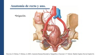 Anatomía de recto y ano. Repaso anatómico | PPTX