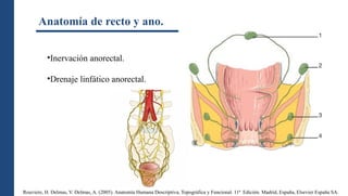 Anatomía de recto y ano. Repaso anatómico | PPTX