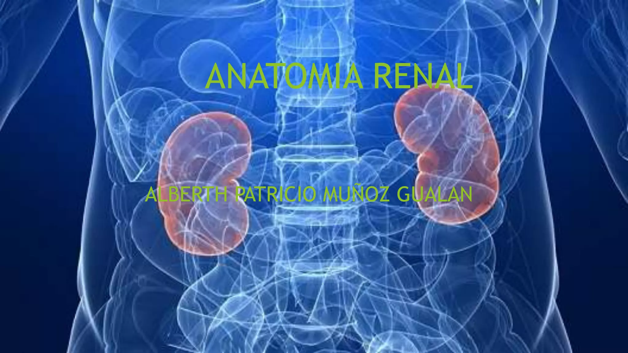 Anatomia de riñon | PPTX