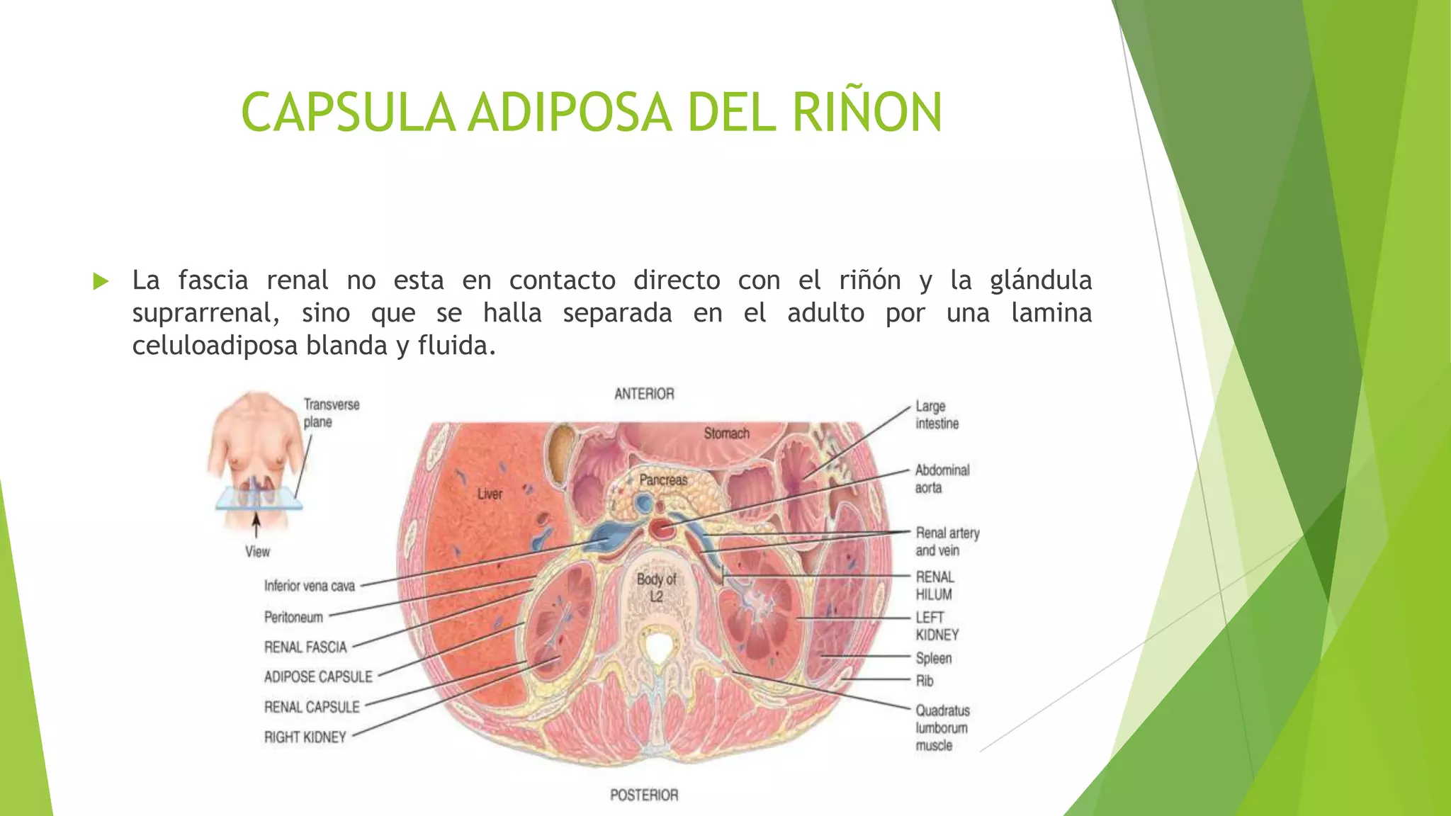 Anatomia de riñon | PPT