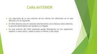Anatomia de riñon | PPTX