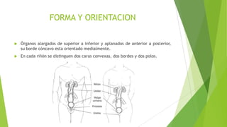 FORMA Y ORIENTACION
 Órganos alargados de superior a inferior y aplanados de anterior a posterior,
su borde cóncavo esta orientado medialmente.
 En cada riñón se distinguen dos caras convexas, dos bordes y dos polos.
 