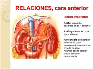 ANATOMIA DE URETEROS Y RIÑON / IMAGENES Y DESCRIPCION. RELACION ...