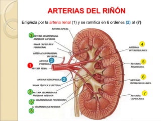 ANATOMIA DE URETEROS Y RIÑON / IMAGENES Y DESCRIPCION. RELACION ...