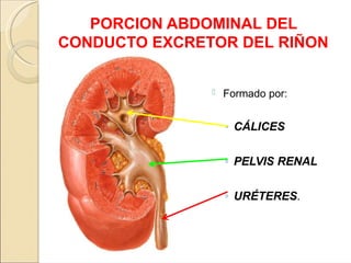 ANATOMIA DE URETEROS Y RIÑON / IMAGENES Y DESCRIPCION. RELACION ...