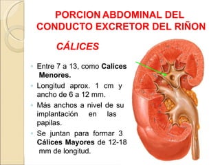 ANATOMIA DE URETEROS Y RIÑON / IMAGENES Y DESCRIPCION. RELACION ...