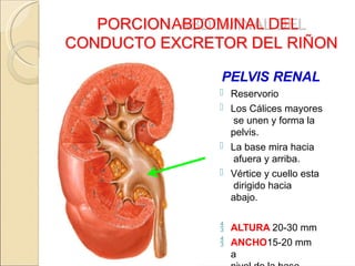 ANATOMIA DE URETEROS Y RIÑON / IMAGENES Y DESCRIPCION. RELACION ...