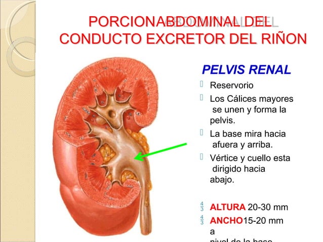 ANATOMIA DE URETEROS Y RIÑON / IMAGENES Y DESCRIPCION. RELACION ...