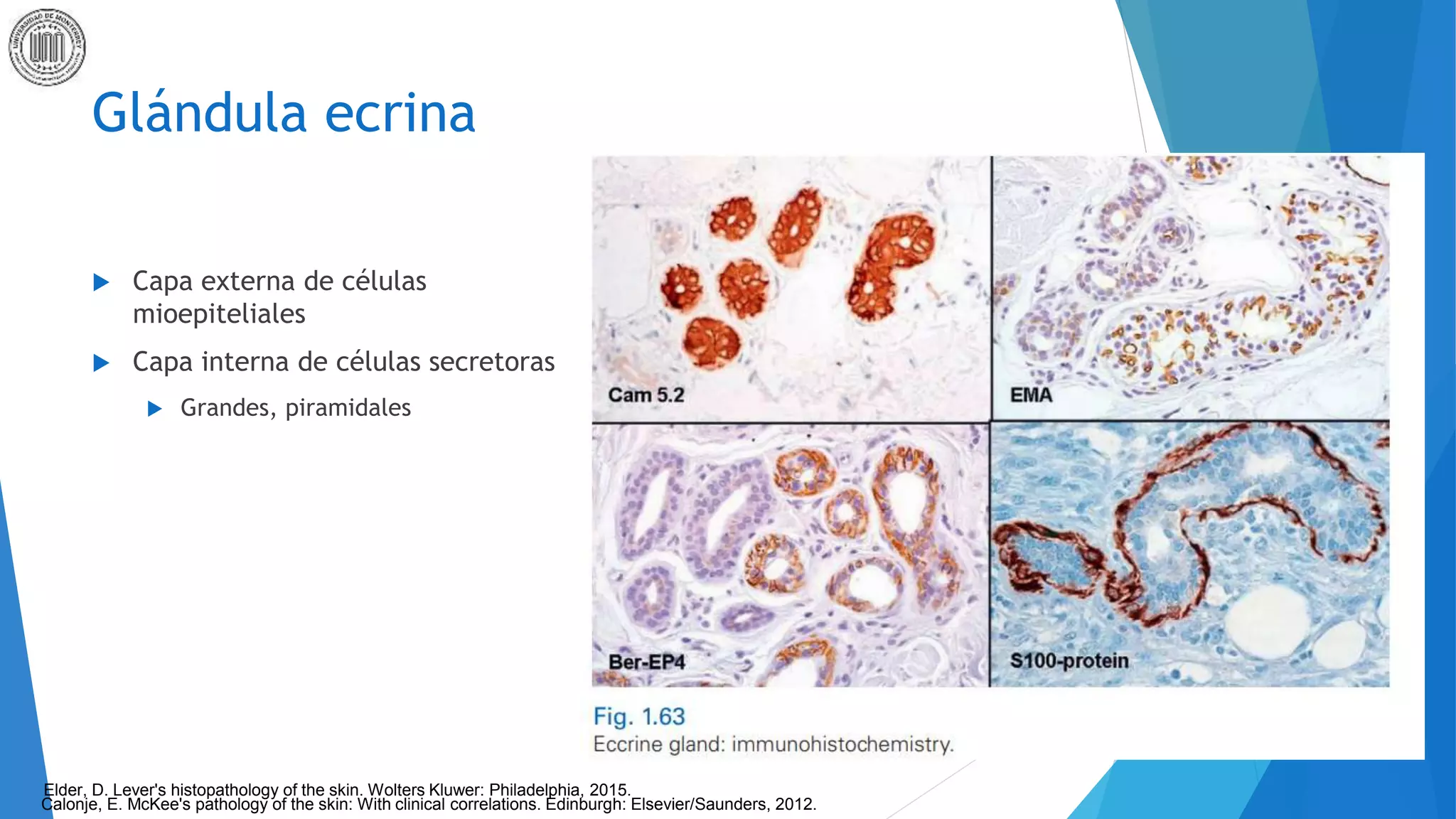 anatomia dermatopatologia | PPTX