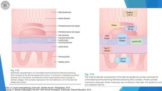 anatomia dermatopatologia | PPTX