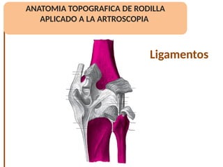 anatomia de rodilla surlanys fellow.pptx