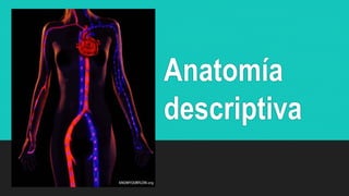 Anatomía
descriptiva
 
