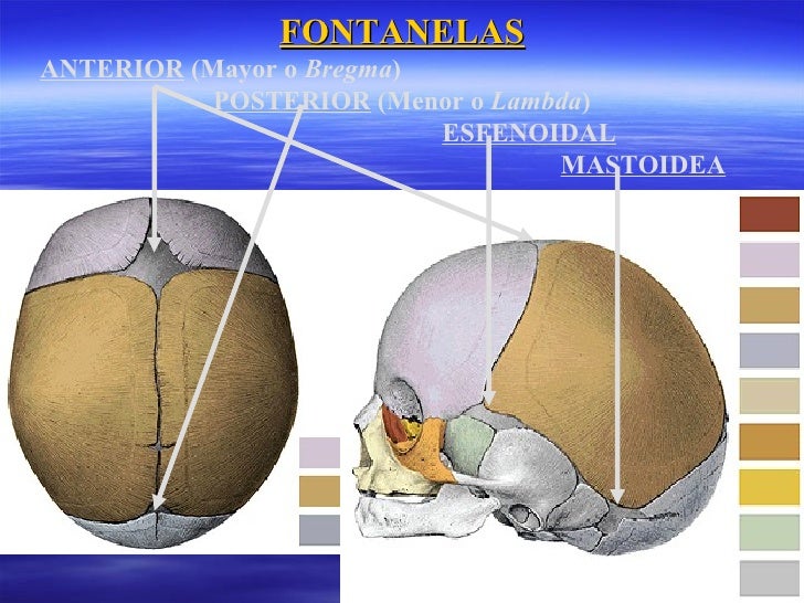 Anatomia descriptiva de los huesos del craneo