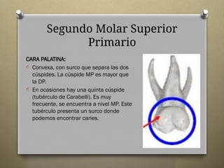Anatomía Descriptiva Dentición Primaria.pptx