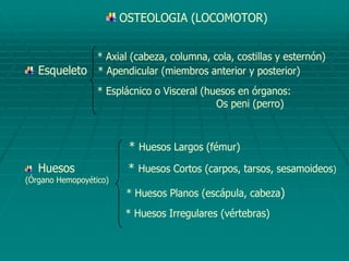 OSTEOLOGIA (LOCOMOTOR)
* Axial (cabeza, columna, cola, costillas y esternón)
Esqueleto * Apendicular (miembros anterior y posterior)
* Esplácnico o Visceral (huesos en órganos:
Os peni (perro)
* Huesos Largos (fémur)
Huesos * Huesos Cortos (carpos, tarsos, sesamoideos)
(Órgano Hemopoyético)
* Huesos Planos (escápula, cabeza)
* Huesos Irregulares (vértebras)
 