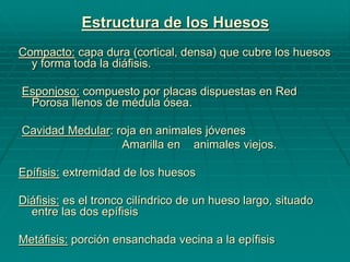 Estructura de los Huesos
Compacto: capa dura (cortical, densa) que cubre los huesos
y forma toda la diáfisis.
Esponjoso: compuesto por placas dispuestas en Red
Porosa llenos de médula ósea.
Cavidad Medular: roja en animales jóvenes
Amarilla en animales viejos.
Epífisis: extremidad de los huesos
Diáfisis: es el tronco cilíndrico de un hueso largo, situado
entre las dos epífisis
Metáfisis: porción ensanchada vecina a la epífisis
 