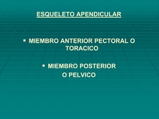ESQUELETO APENDICULAR
 MIEMBRO ANTERIOR PECTORAL O
TORACICO
 MIEMBRO POSTERIOR
O PELVICO
 