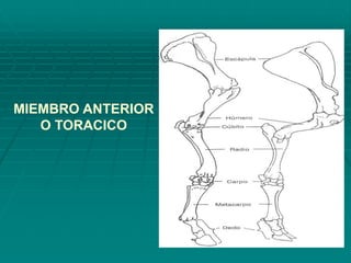MIEMBRO ANTERIOR
O TORACICO
 