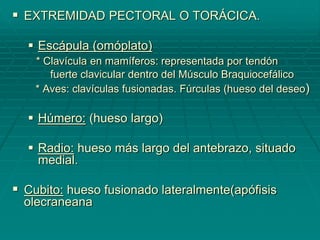  EXTREMIDAD PECTORAL O TORÁCICA.
 Escápula (omóplato)
* Clavícula en mamíferos: representada por tendón
fuerte clavicular dentro del Músculo Braquiocefálico
* Aves: clavículas fusionadas. Fúrculas (hueso del deseo)
 Húmero: (hueso largo)
 Radio: hueso más largo del antebrazo, situado
medial.
 Cubito: hueso fusionado lateralmente(apófisis
olecraneana
 