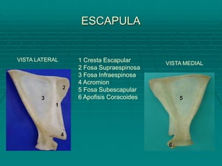 ESCAPULA
VISTA MEDIAL
VISTA LATERAL
1
3
2
4
5
6
1 Cresta Escapular
2 Fosa Supraespinosa
3 Fosa Infraespinosa
4 Acromion
5 Fosa Subescapular
6 Apofisis Coracoides
 