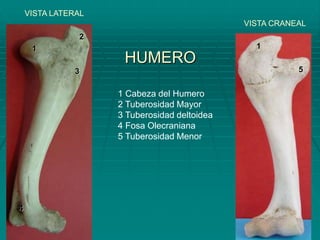 HUMERO
VISTA LATERAL
VISTA CRANEAL
1 Cabeza del Humero
2 Tuberosidad Mayor
3 Tuberosidad deltoidea
4 Fosa Olecraniana
5 Tuberosidad Menor
1
2
3
4
1
5
 