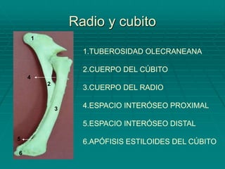 Radio y cubito
1.TUBEROSIDAD OLECRANEANA
2.CUERPO DEL CÚBITO
3.CUERPO DEL RADIO
4.ESPACIO INTERÓSEO PROXIMAL
5.ESPACIO INTERÓSEO DISTAL
6.APÓFISIS ESTILOIDES DEL CÚBITO
1
2
3
4
5
6
 
