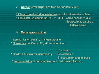  Carpo: formada por dos filas de huesos ( 7 u 8)
* Fila proximal (de dentro-afuera): radial – intermedio -cubital
* Fila distal (se enumeran) :1 – 2 - 3+4 – carpo accesorio que
Sobresale hacia atrás
Lateralmente.
 Metacarpo (canilla)
* Equino: fusión del 2º y 4º metacarpiano
* Rumiantes: fusión del 3º y 4º metacarpiano
1º ausente
* Cerdo: 4 huesos metacarpianos 2-5 reducido
3-4 sostienen todo el peso
* Perros y Gatos: 5 metacarpianos (1º mal desarrollados)
 
