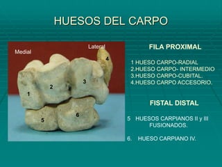HUESOS DEL CARPO
FILA PROXIMAL
1 HUESO CARPO-RADIAL
2.HUESO CARPO- INTERMEDIO
3.HUESO CARPO-CUBITAL.
4.HUESO CARPO ACCESORIO.
FISTAL DISTAL
5 HUESOS CARPIANOS II y III
FUSIONADOS.
6. HUESO CARPIANO IV.
1
2
3
4
5
6
Medial
Lateral
 