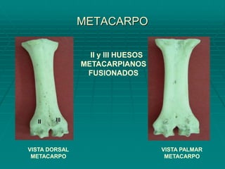 METACARPO
VISTA DORSAL
METACARPO
VISTA PALMAR
METACARPO
II y III HUESOS
METACARPIANOS
FUSIONADOS
II III
 