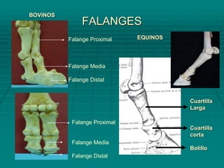 FALANGES
Falange Proximal
Falange Media
Falange Distal
Falange Proximal
Falange Media
Falange Distal
BOVINOS
EQUINOS
Cuartilla
Larga
Cuartilla
corta
Bolillo
 