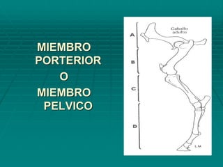 MIEMBRO
PORTERIOR
O
MIEMBRO
PELVICO
 