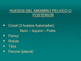 HUESOS DEL MIEMBRO PELVICO O
POSTERIOR
 Coxal (3 huesos fusionados)
Ileon – Isquion - Pubis
 Fémur
 Rotula
 Tibia
 Peroné (lateral)
 