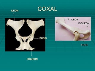 COXAL
ILEON
ISQUEON
PUBIS
ILEON
PUBIS
ISQUEON
 