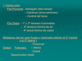 > Tarsos (pie)
Fila Próximal: -Astrágalo (tibio-tarsal)
- Calcáneo (tarso-peróneo)
- Central del tarso
Fila Distal: - 1º y 2º tarsiano fusionados
- 3º tarsiano (forma de A)
- 4º tarsal (forma de cubo)
Metatarso (tercer gran hueso y fusionado plantar el 2º medial
y el 4º lateral )
Proximal
Dedos: Falanges Media
Distal
-Sesamoideo distal.
 