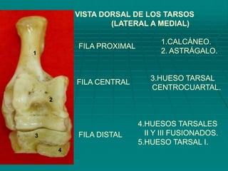 VISTA DORSAL DE LOS TARSOS
(LATERAL A MEDIAL)
1.CALCÁNEO.
2. ASTRÁGALO.
3.HUESO TARSAL
CENTROCUARTAL.
4.HUESOS TARSALES
II Y III FUSIONADOS.
5.HUESO TARSAL I.
1
2
3
4
FILA PROXIMAL
FILA CENTRAL
FILA DISTAL
 
