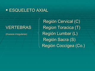  ESQUELETO AXIAL
Región Cervical (C)
VERTEBRAS Region Toracica (T)
(Huesos irregulares) Región Lumbar (L)
Región Sacra (S)
Región Coccígea (Co.)
 