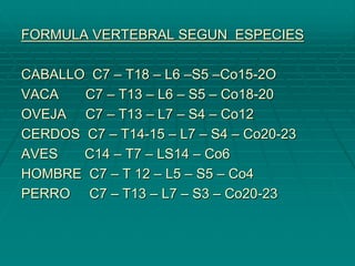 FORMULA VERTEBRAL SEGUN ESPECIES
CABALLO C7 – T18 – L6 –S5 –Co15-2O
VACA C7 – T13 – L6 – S5 – Co18-20
OVEJA C7 – T13 – L7 – S4 – Co12
CERDOS C7 – T14-15 – L7 – S4 – Co20-23
AVES C14 – T7 – LS14 – Co6
HOMBRE C7 – T 12 – L5 – S5 – Co4
PERRO C7 – T13 – L7 – S3 – Co20-23
 