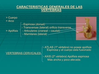 CARACTERISTICAS GENERALES DE LAS
VERTEBRAS
> Cuerpo
> Arco
- Espinosa (dorsal)
- Transversas (lateral) orificio transverso
> Apófisis - Articulares (craneal – caudal)
- Mamilares (lateral)
- ATLAS (1º vértebra) no posee apófisis
Espinosa y el cuerpo esta fusionado
VERTEBRAS CERVICALES
- AXIS (2º vértebra) Apófisis espinosa
Más ancha y poco elevada.
 