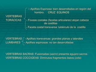 - Apófisis Espinosa: bien desarrolladas en región del
hombro. CRUZ EQUINOS
VERTEBRAS
TORÁCICAS - Foveas costales (facetas articulares) alojan cabeza
de costillas
- Faceta costal transversa: tubérculo de la costilla
VERTEBRAS - Apófisis transversas: grandes planas y laterales
LUMBARES - Apófisis espinosas: no tan desarrolladas
VERTEBRAS SACRAS :Fusionadas (sacro) presenta agujero sacros.
VERTEBRAS COCCIGEAS: Diminutos fragmentos óseos (cola)
 