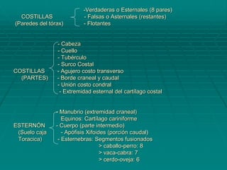 -Verdaderas o Esternales (8 pares)
COSTILLAS - Falsas o Asternales (restantes)
(Paredes del tórax) - Flotantes
- Cabeza
- Cuello
- Tubérculo
- Surco Costal
COSTILLAS - Agujero costo transverso
(PARTES) - Borde craneal y caudal
- Unión costo condral
- Extremidad esternal del cartílago costal
- Manubrio (extremidad craneal)
Equinos: Cartílago cariniforme
ESTERNÓN - Cuerpo (parte intermedio)
(Suelo caja - Apófisis Xifoides (porción caudal)
Toracica) - Esternebras: Segmentos fusionados
> caballo-perro: 8
> vaca-cabra: 7
> cerdo-oveja: 6
 