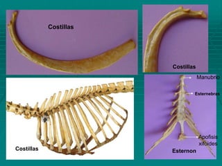Costillas
Costillas
Costillas Esternon
Manubrio
Apofisis
xifoides
Esternebras
 