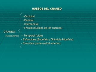 HUESOS DEL CRANEO
- Occipital
- Parietal
- Interparietal
- Frontal (núcleos de los cuernos)
CRANEO
(Huesos planos) – Temporal (oído)
- Esfenoides (Encéfalo y Glándula Hipófisis)
- Etmoides (parte rostral anterior)
 
