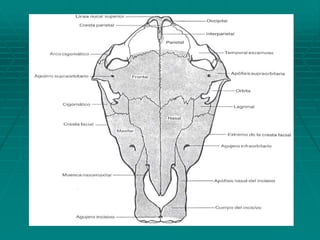 Anatomia descriptiva unidad i