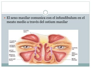  El seno maxilar comunica con el infundibulum en el
 meato medio a través del ostium maxilar
 