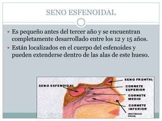 SENO ESFENOIDAL

 Es pequeño antes del tercer año y se encuentran
  completamente desarrollado entre los 12 y 15 años.
 Están localizados en el cuerpo del esfenoides y
  pueden extenderse dentro de las alas de este hueso.
 