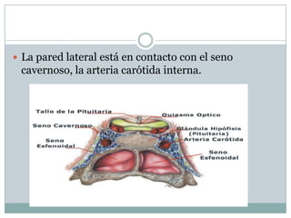  La pared lateral está en contacto con el seno
 cavernoso, la arteria carótida interna.
 