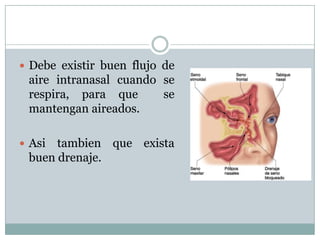  Debe existir buen flujo de
 aire intranasal cuando se
 respira, para que      se
 mantengan aireados.

 Asi tambien que exista
 buen drenaje.
 