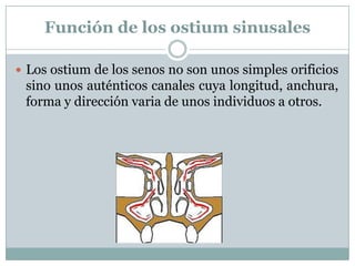 Función de los ostium sinusales

 Los ostium de los senos no son unos simples orificios
 sino unos auténticos canales cuya longitud, anchura,
 forma y dirección varia de unos individuos a otros.
 