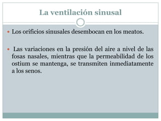 La ventilación sinusal

 Los orificios sinusales desembocan en los meatos.


 Las variaciones en la presión del aire a nivel de las
 fosas nasales, mientras que la permeabilidad de los
 ostium se mantenga, se transmiten inmediatamente
 a los senos.
 